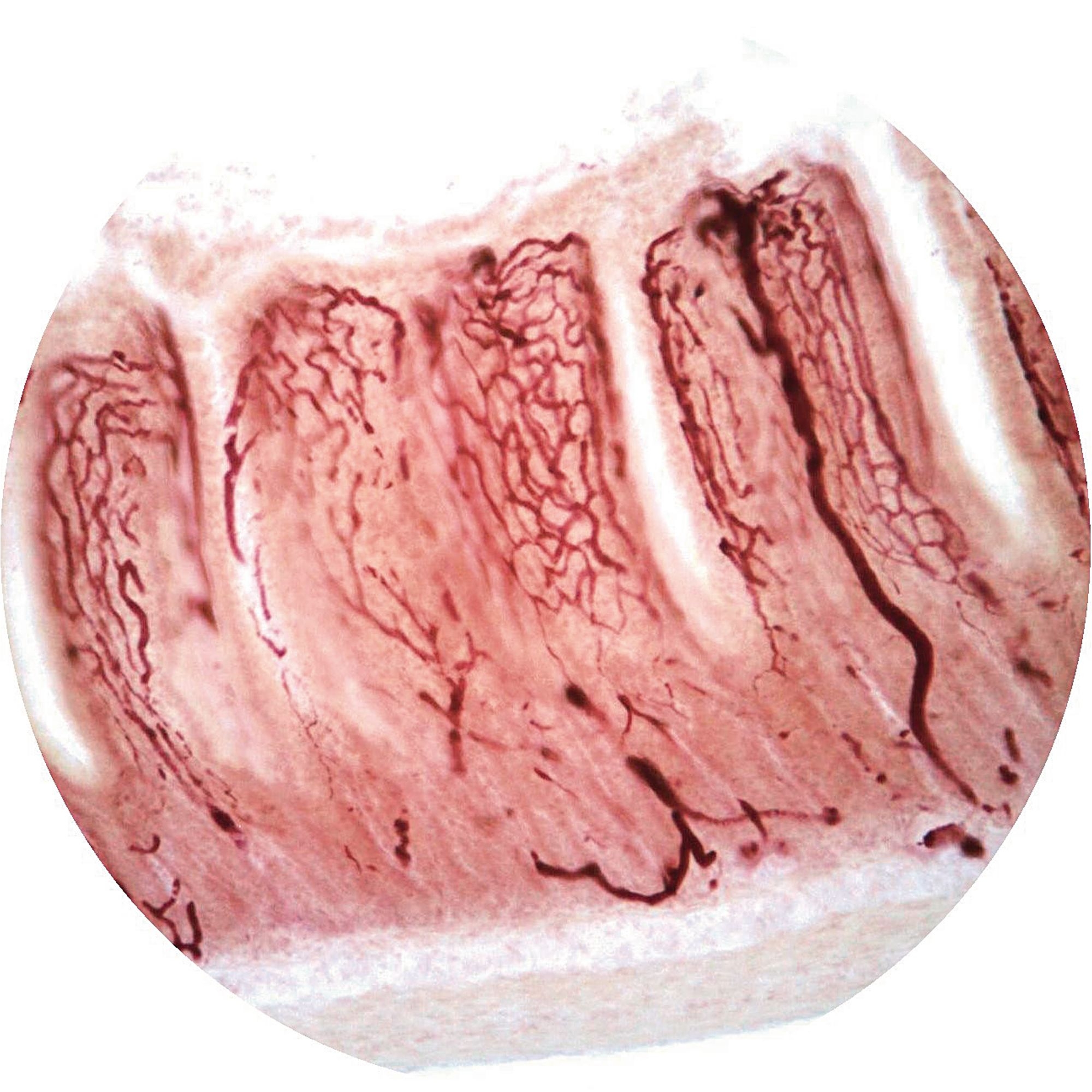 Small Intestine T.s. Injected To Show