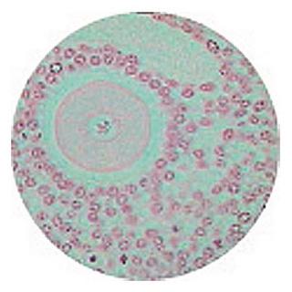 Product Image Front