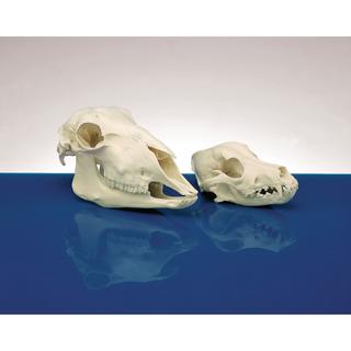 Product Image Front