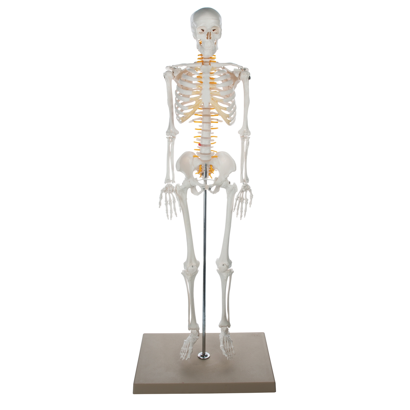 Half Size Skeleton