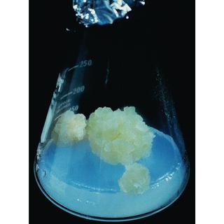 Product Image Front