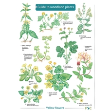 Key To Woodland Plants Name Trail Pack of 10