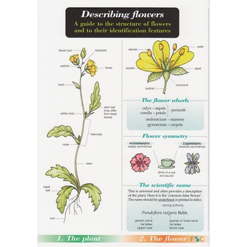 B8r Describing Flower Chart Name Trail Pack Of 10 Philip Harris