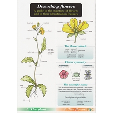 Describing Flower Chart Name Trail Pack of 10