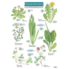 Playing Field Plants Name Trail Pack of 10