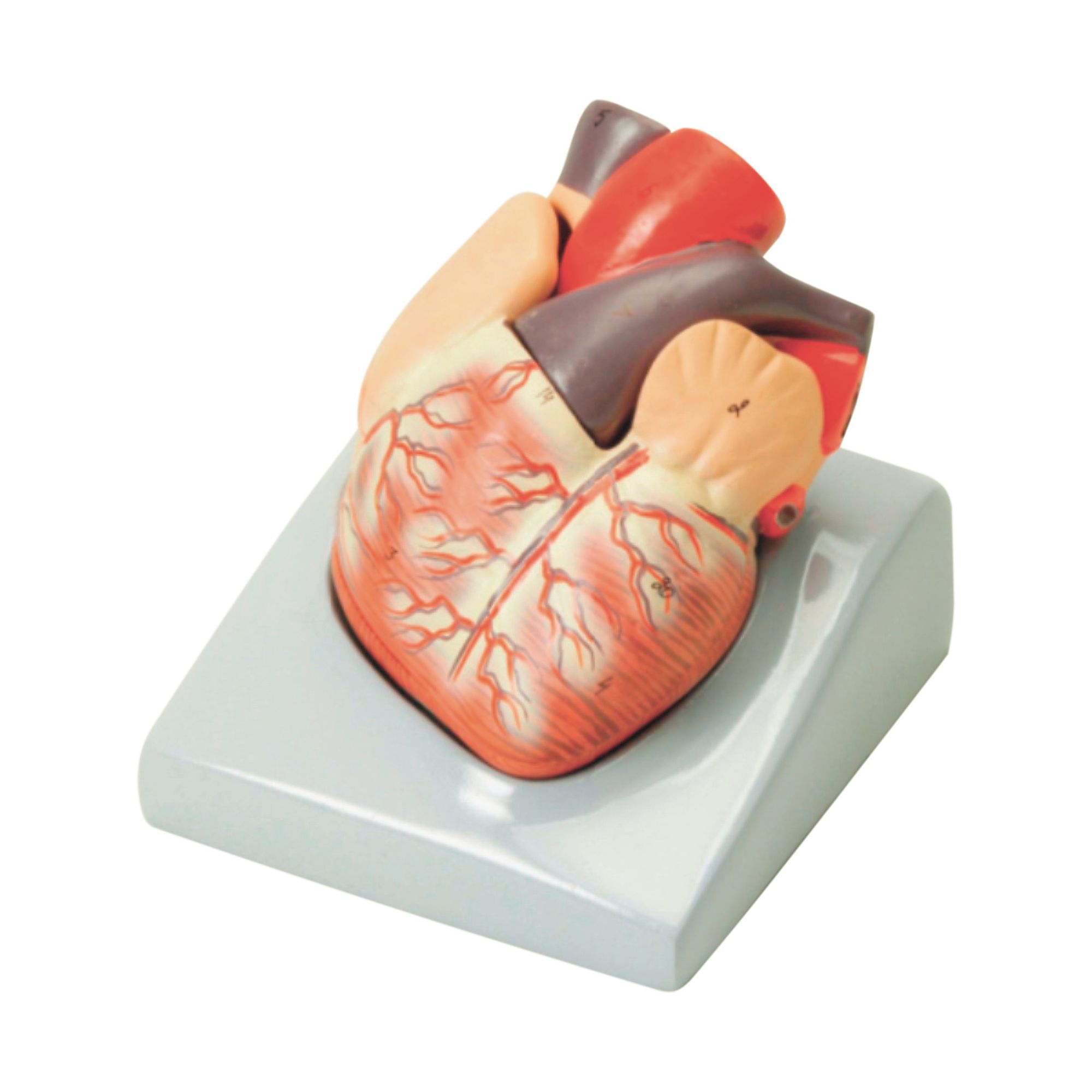 Economy Heart Model 2 Part