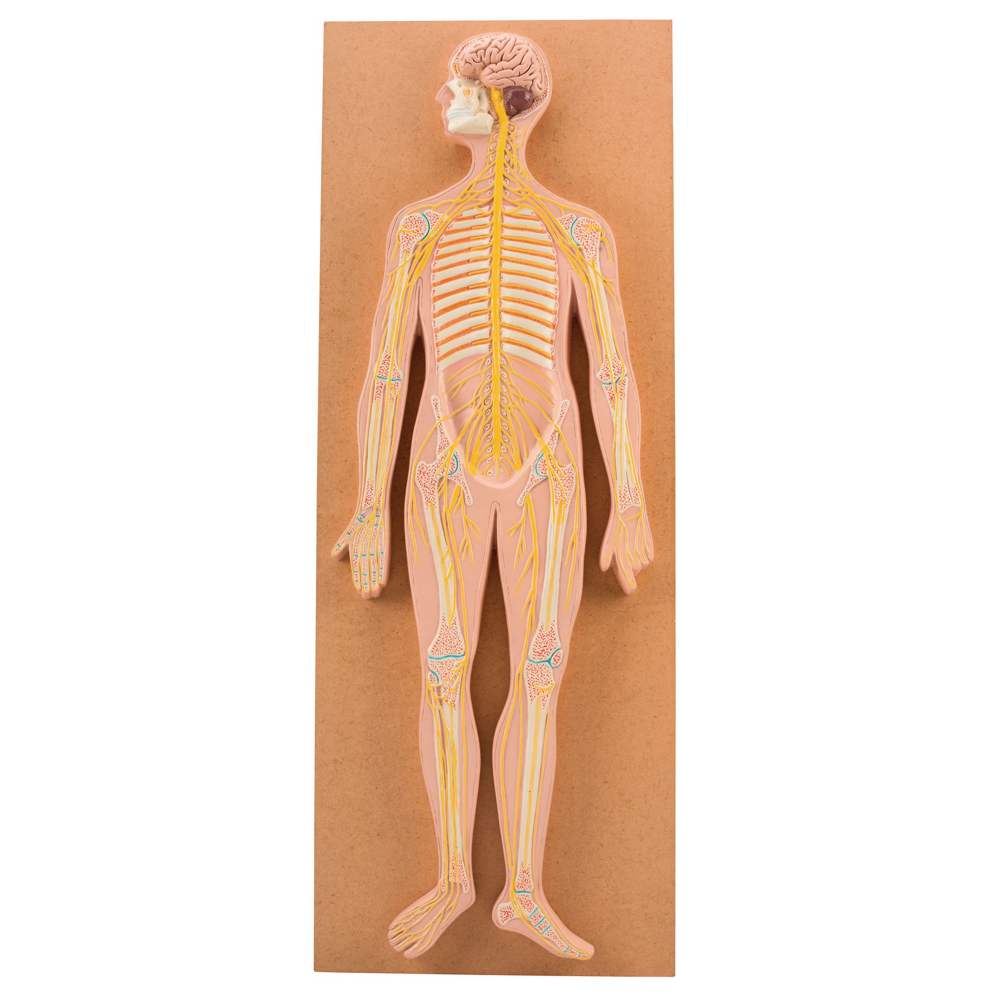 E8r04623 Nervous System Model Findel International