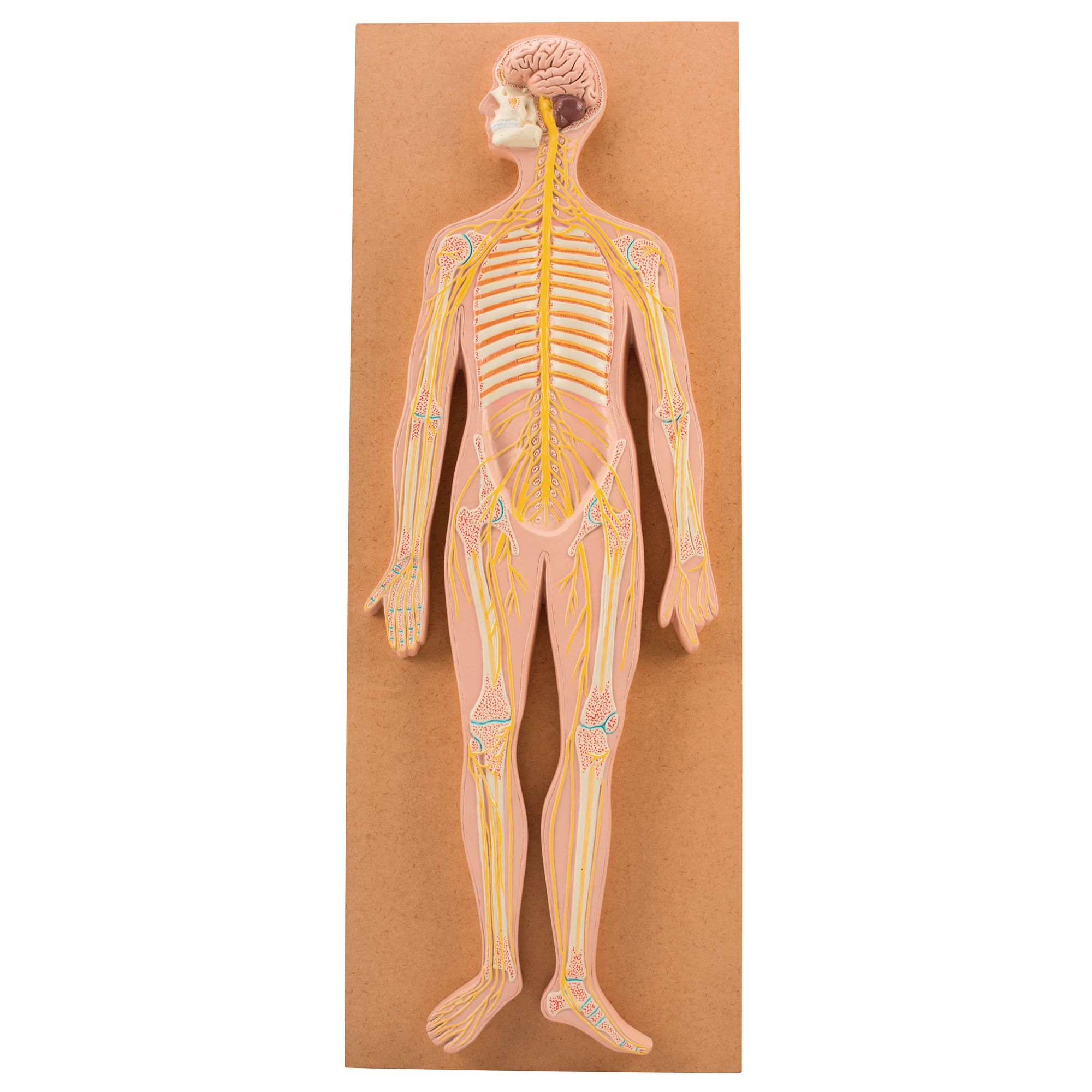 Nervous System Model