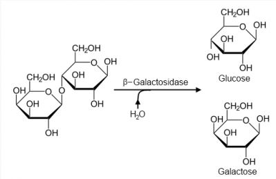 B8a019 Lactase Ss Galactosidase 25ml Philip Harris