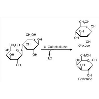 B8a019 Lactase Ss Galactosidase 25ml Philip Harris