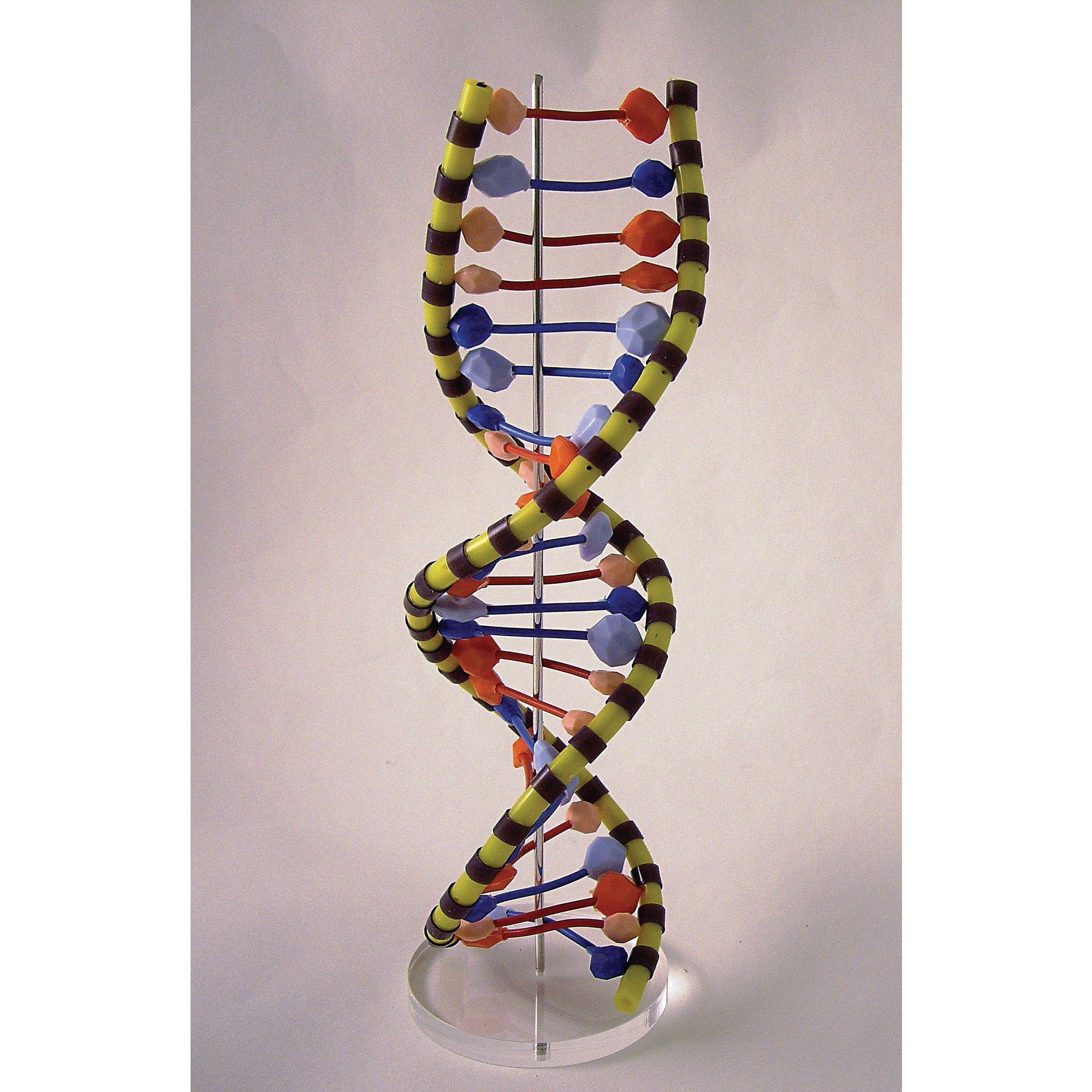 Pre Built Dna Helix 24 Layers