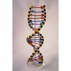 Philip Harris Nucleic Acid Biobits - Pre-Built DNA Helix - 24 Layers