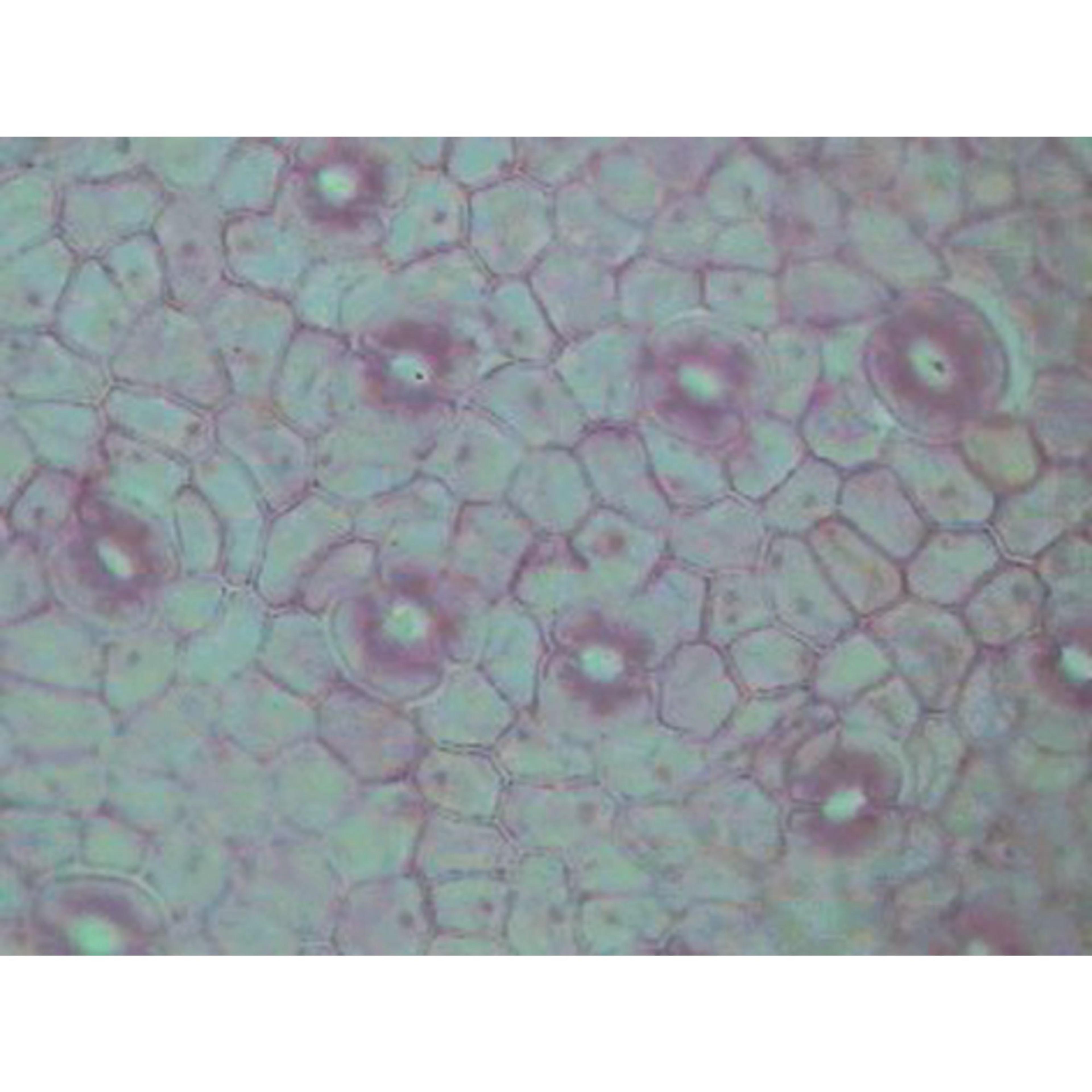 Prepared Microscope Slide Set - Plant Structure: Angiosperms