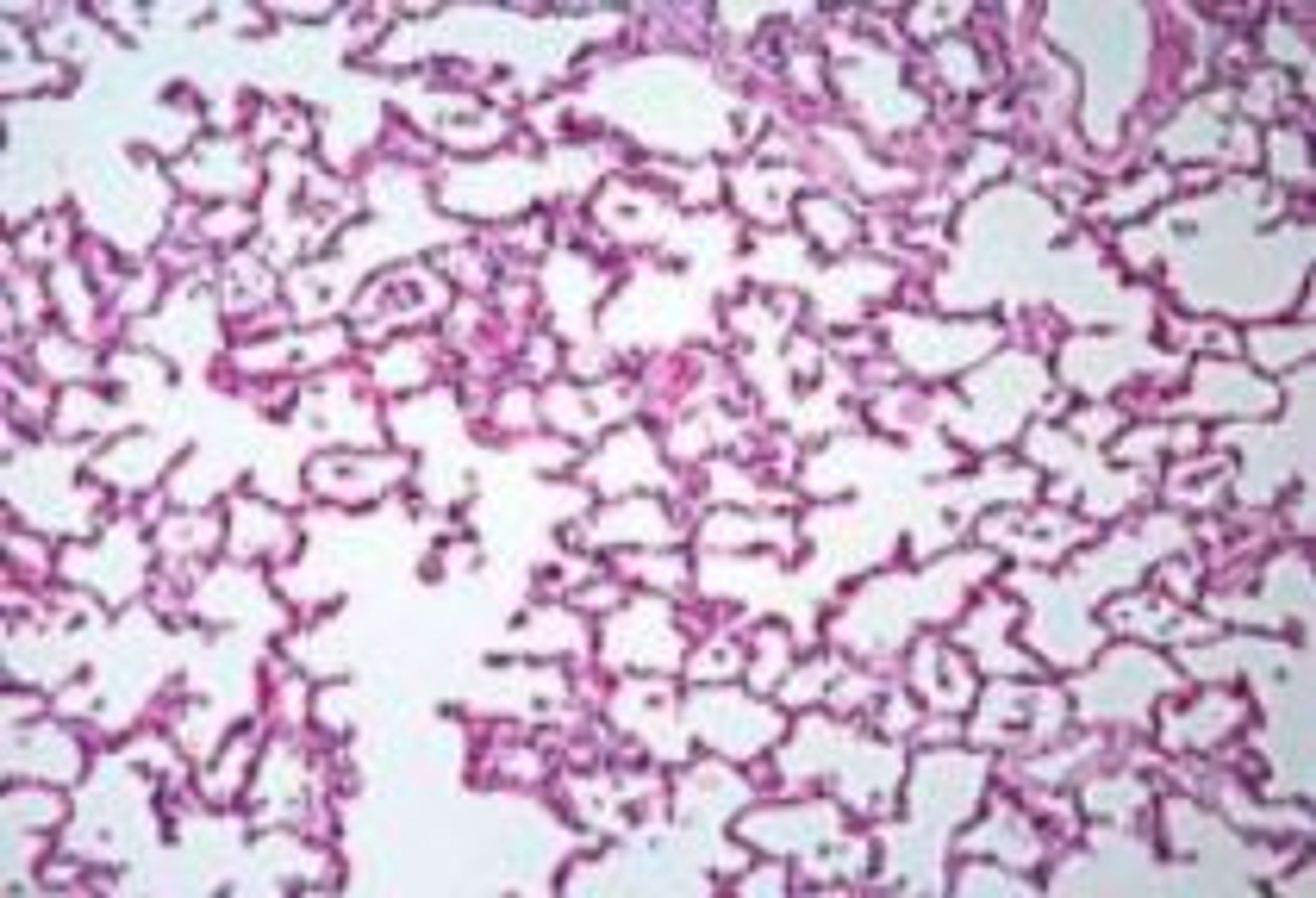 Philip Harris Prepared Microscope Slide Set - Human Anatomy - Set of 25 Slides