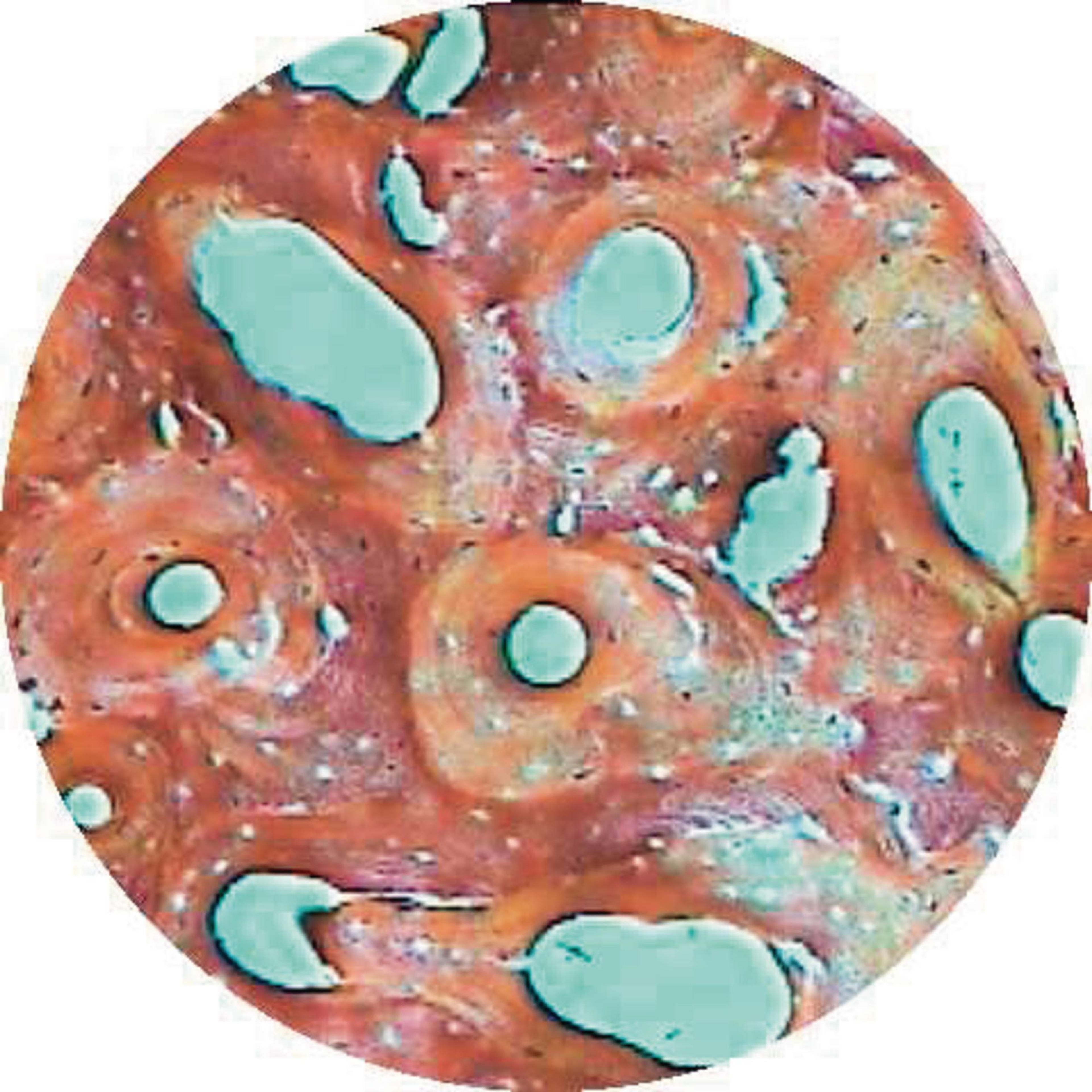 Philip Harris Prepared Microscope Slide Set - Histology - Set of 24 Slides