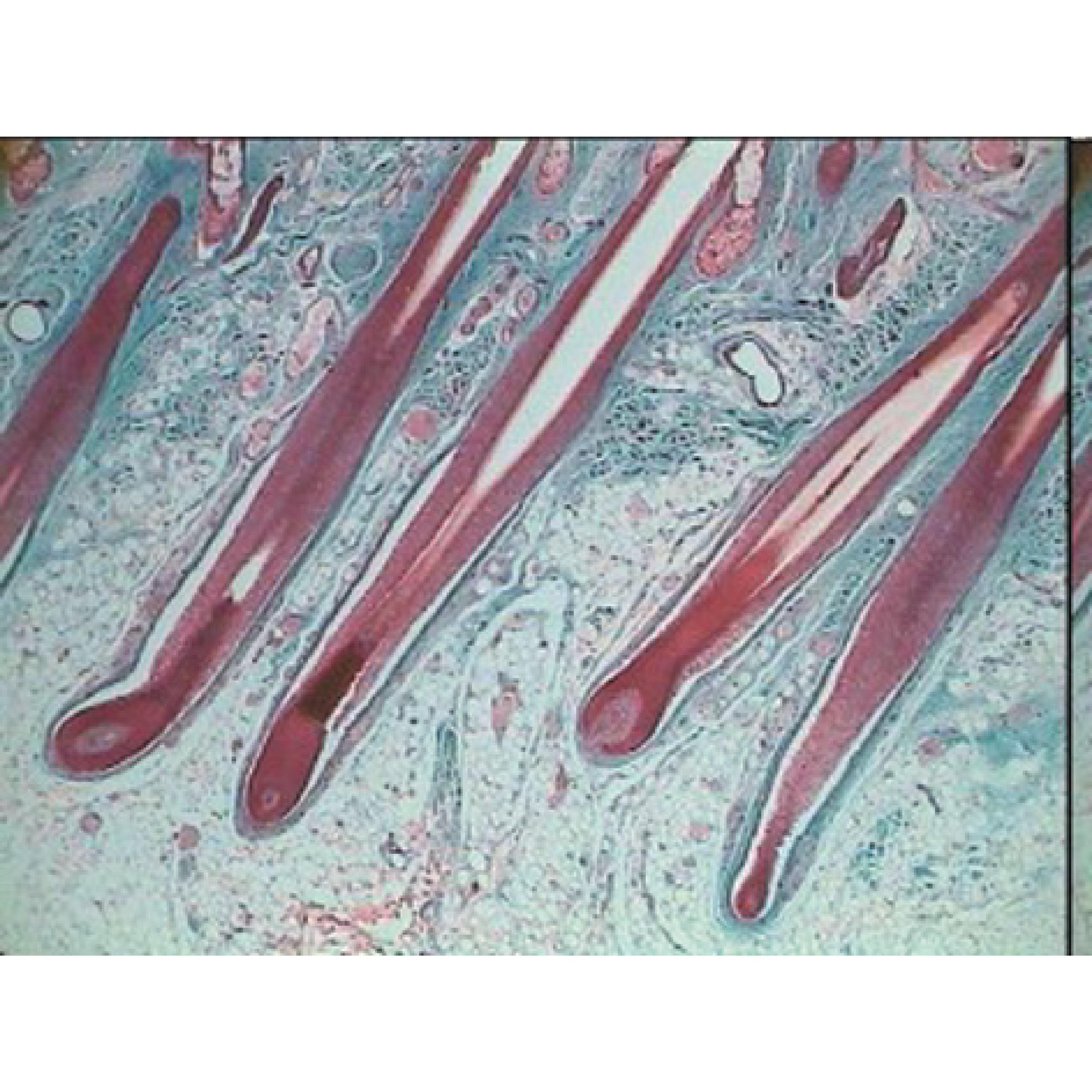 Prepared Microscope Slide Set - Human Anatomy: Set 1 - Set of 6 Slides