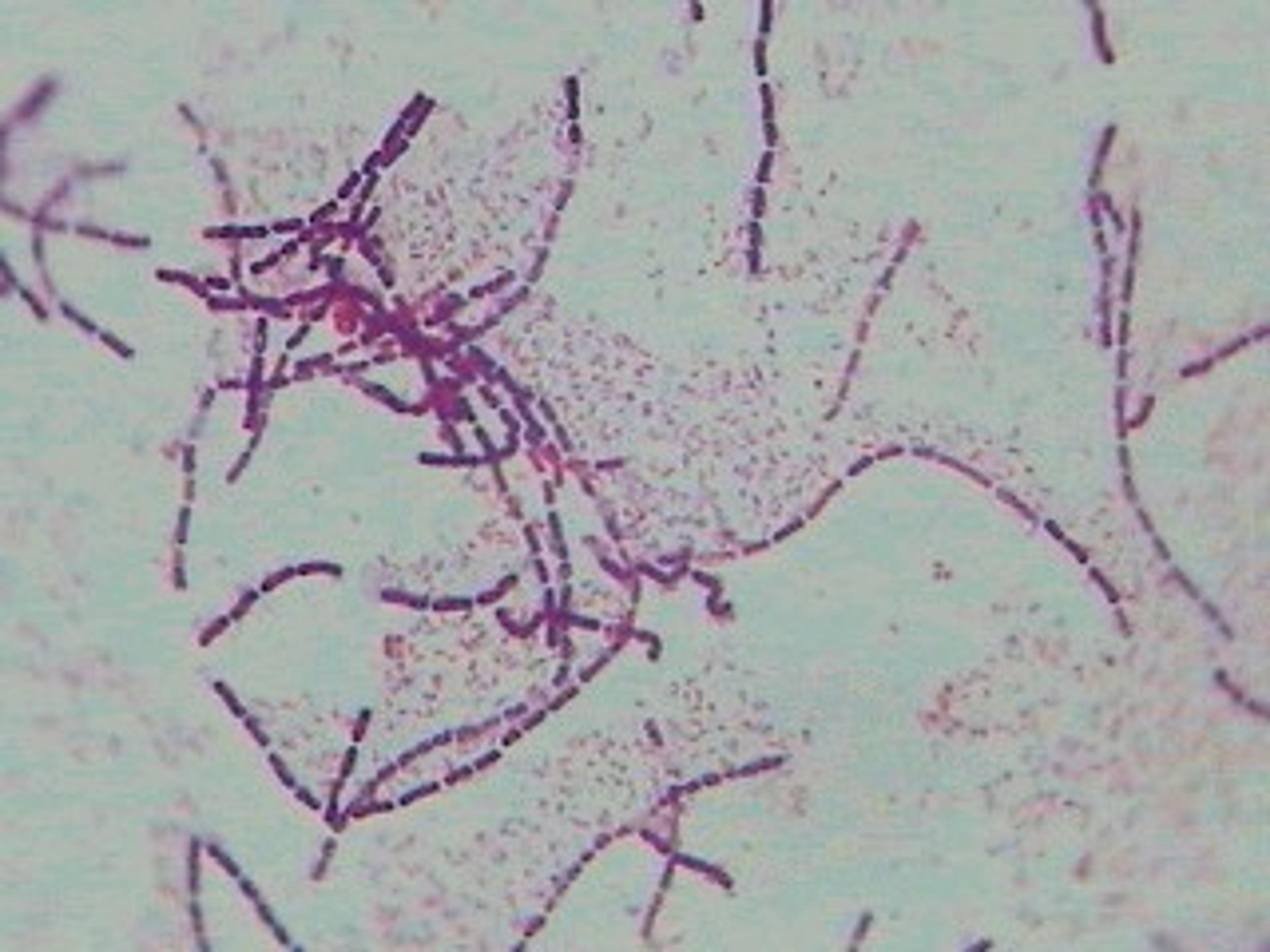 Philip Harris Prepared Microscope Slide - Gram +ve and Gram -ve Bacilli W.M.