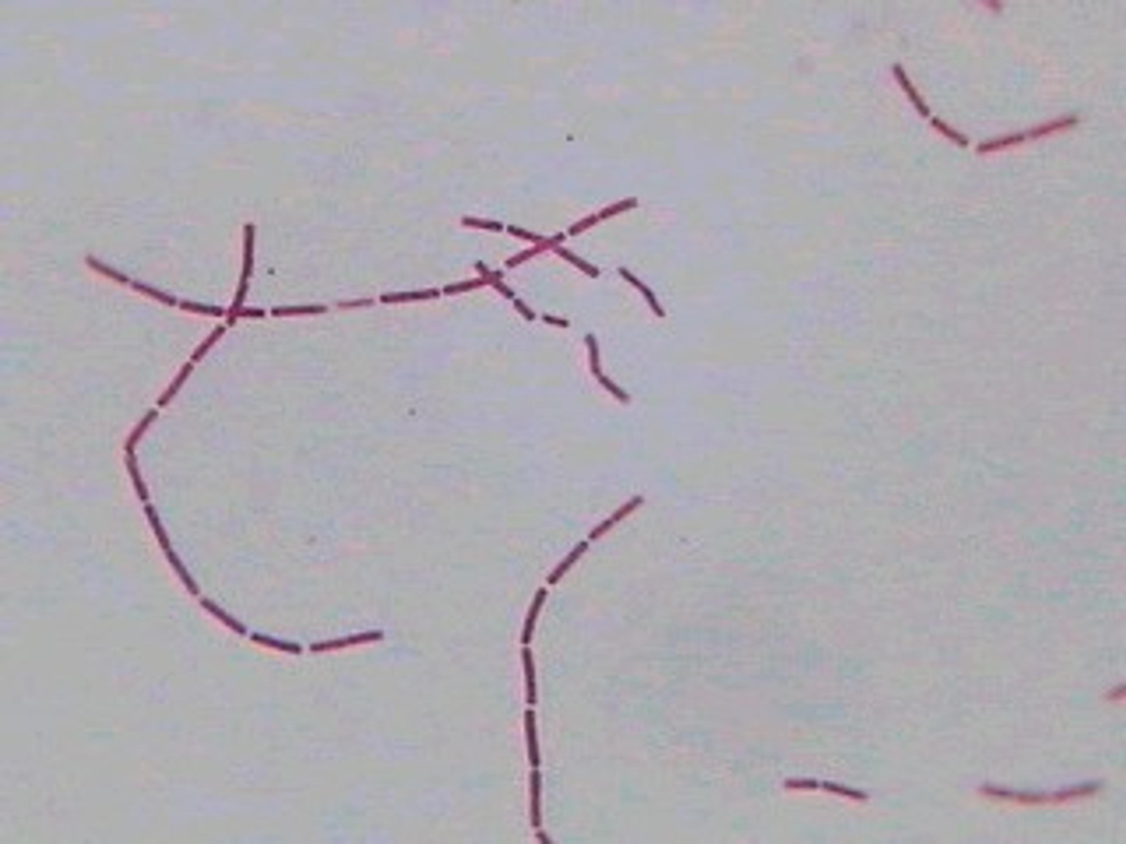 Philip Harris Prepared Microscope Slide - Bacillus megaterium W.M.
