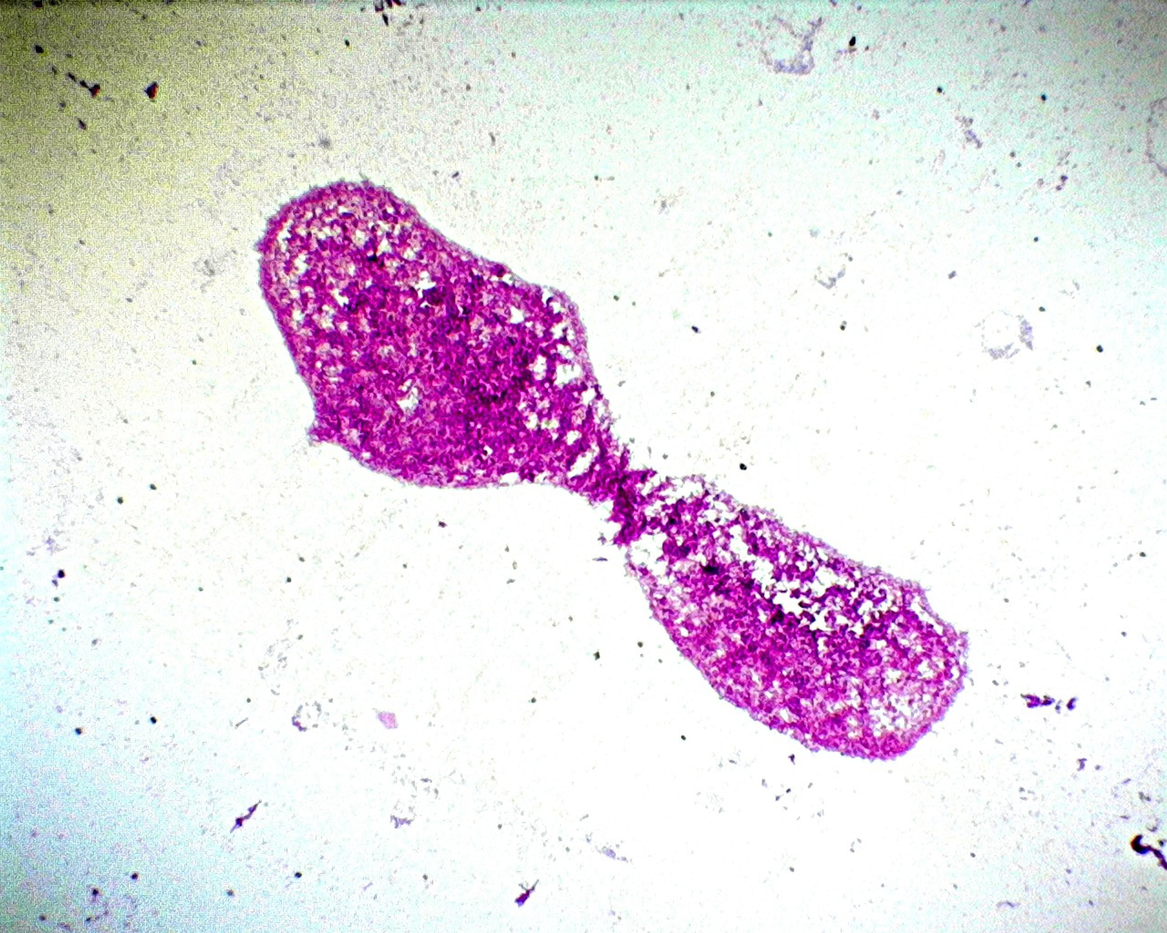 Philip Harris Prepared Microscope Slide - Escherichia coli W.M.