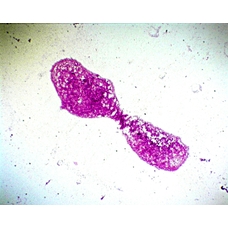 Prepared Microscope Slide - Escherichia coli W.M.