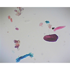 Prepared Microscope Slide - Mixed Protozoa W.M. 