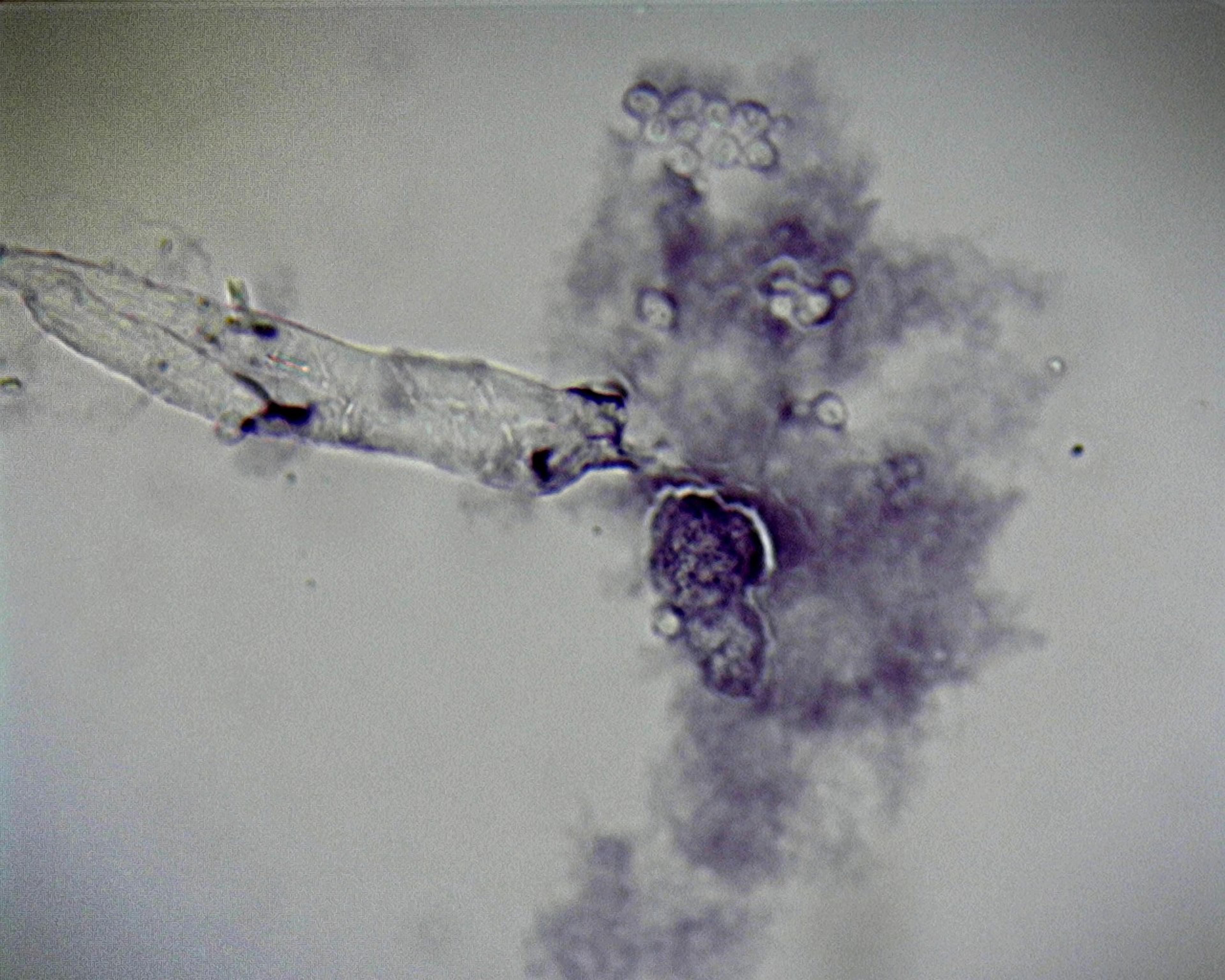 Philip Harris Prepared Microscope Slide - Amoeba proteus W.M. 