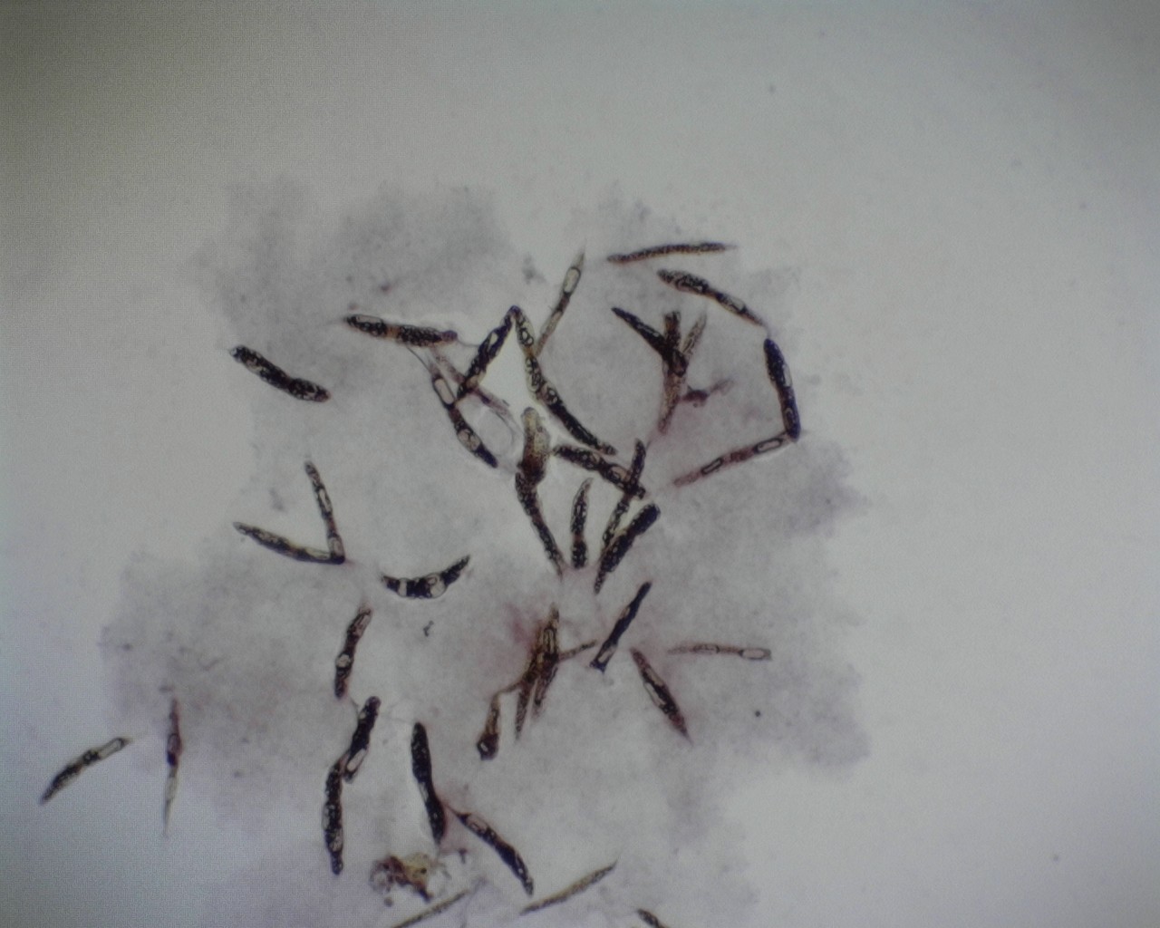 Euglena Viridis (z.1-20)