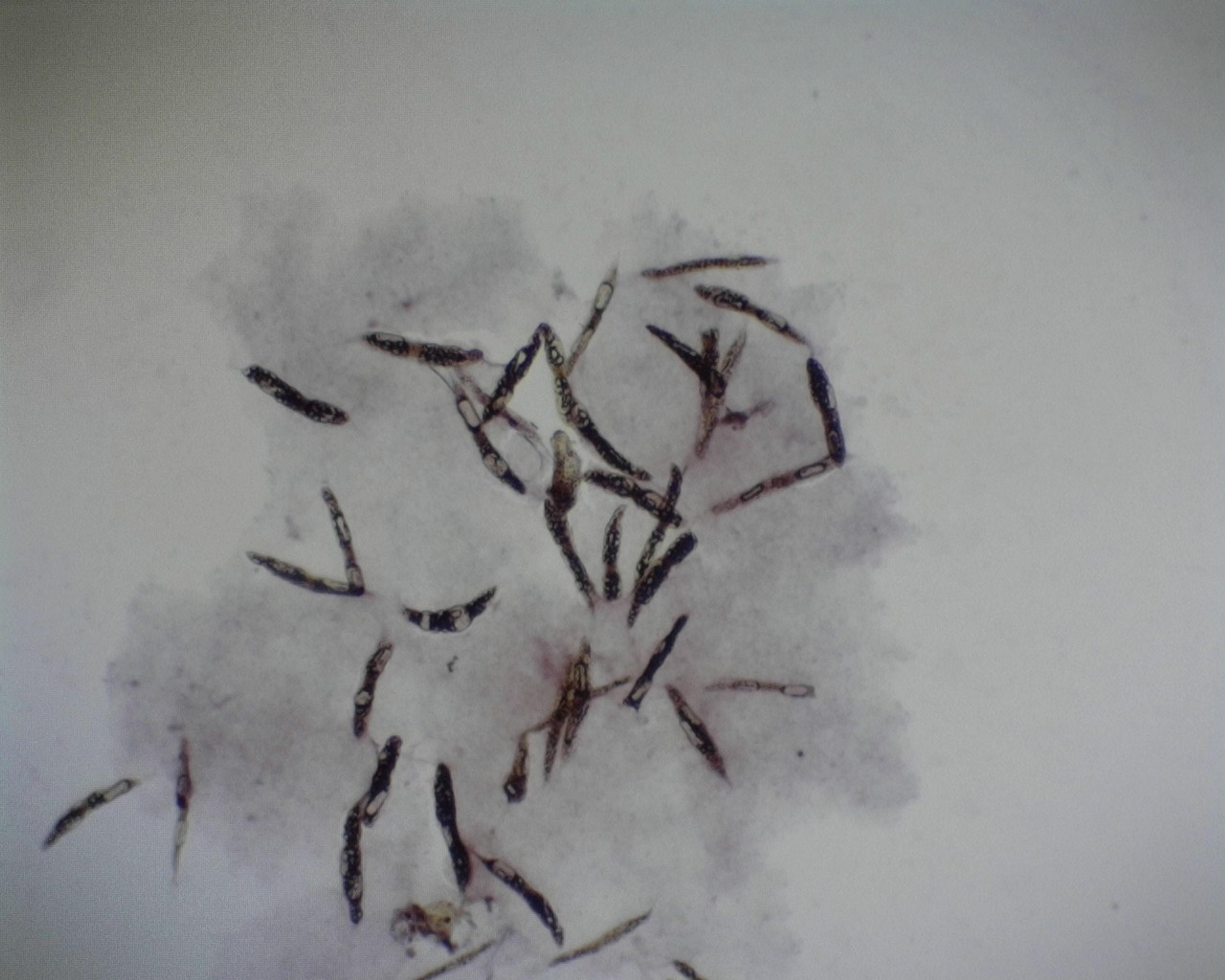 Philip Harris Prepared Microscope Slide - Euglena Viridis 