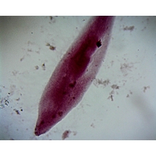 Philip Harris Prepared Microscope Slide - Paramecium caudatum W.M. 