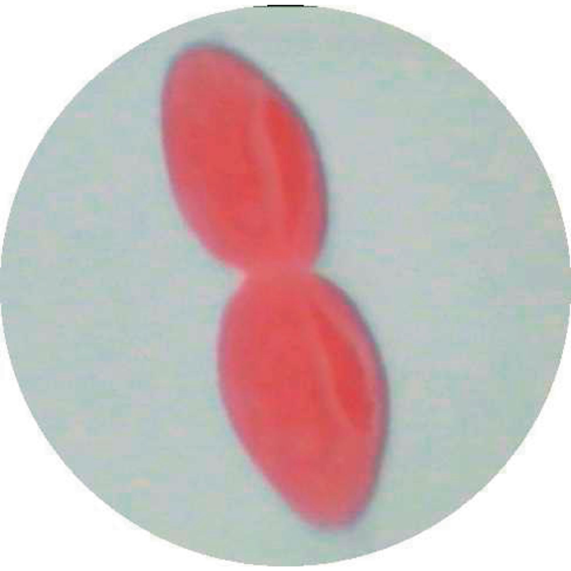 Paramecium Caudatum In Conjuction