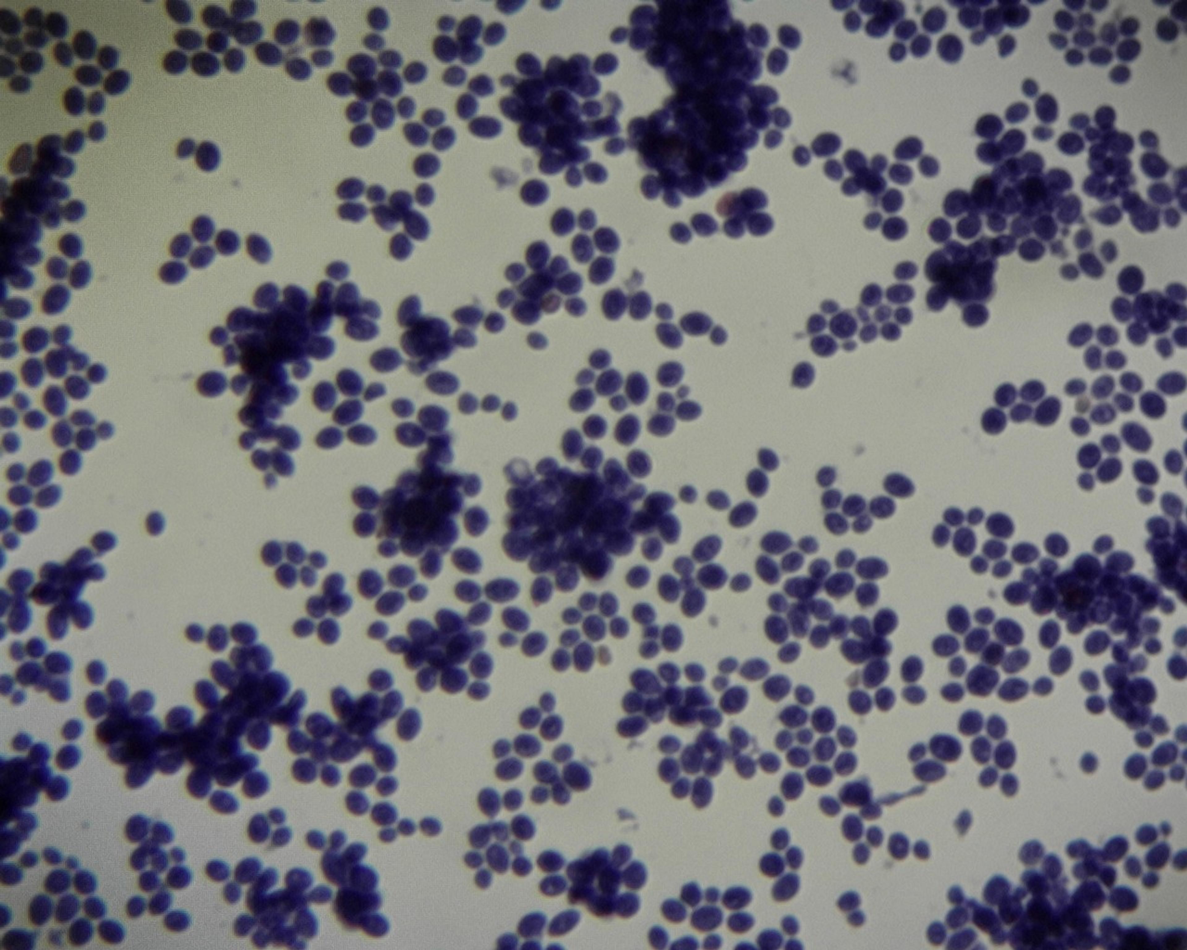 Prepared Microscope Slide - Brewers Yeast (Saccharomyces cerevisae): Budding Cells W.M.