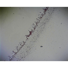 Philip Harris Prepared Microscope Slide - Penicillium: with Hyphae and Conidiospores