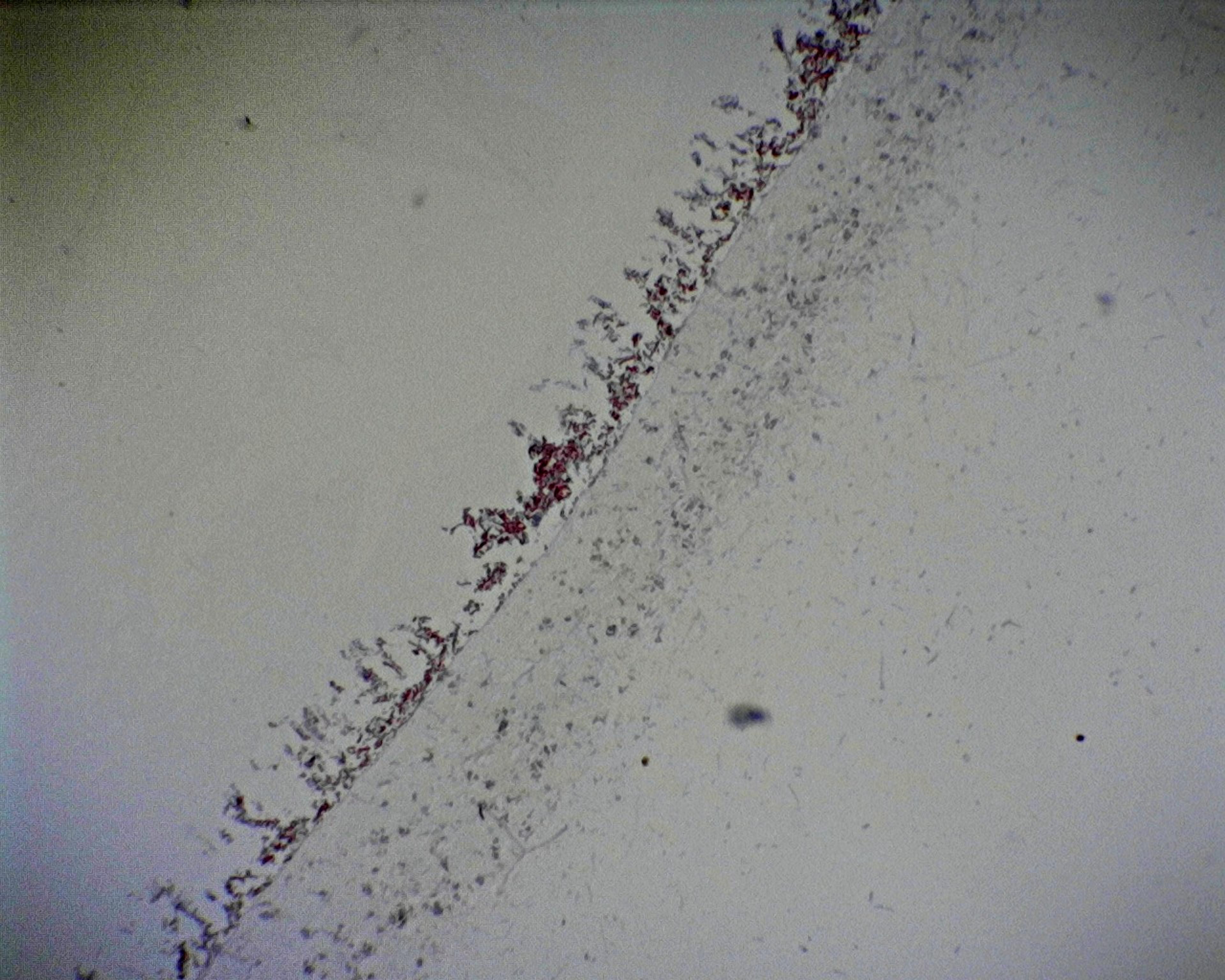 Philip Harris Prepared Microscope Slide - Penicillium: with Hyphae and Conidiospores
