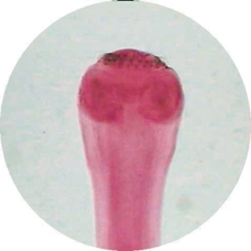 Prepared Microscope Slide - Tapeworm (Taenia pisiformis): Cysticercus, Scolex W.M.