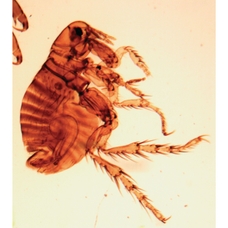 Philip Harris Prepared Microscope Slide - Snail (Helix) Radula W.M.