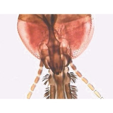 Philip Harris Prepared Microscope Slide - Mosquito (Anopheles) Female Adult W.M.