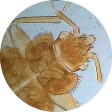 Philip Harris Prepared Microscope Slide - Bed Bug (Cimex lectarius) W.M.