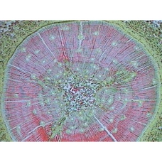 Prepared Microscope Slide - Pine (Pinus): Stem T.S.