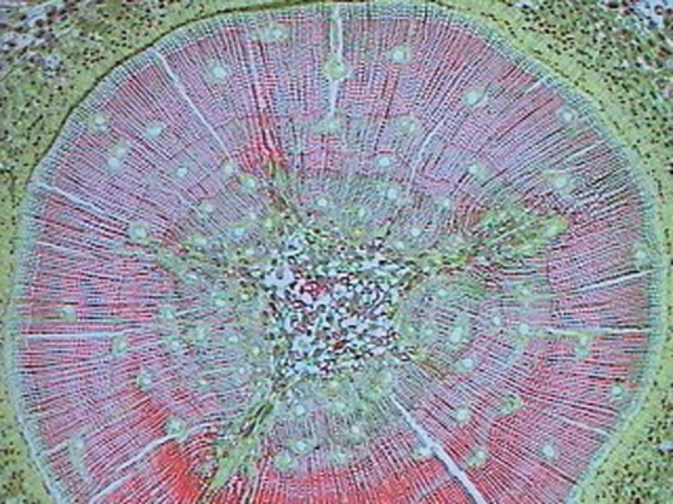 Pinus Pollen W.m. (b.7-135)