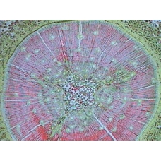 Prepared Microscope Slide - Pine (Pinus): Pollen W.M.