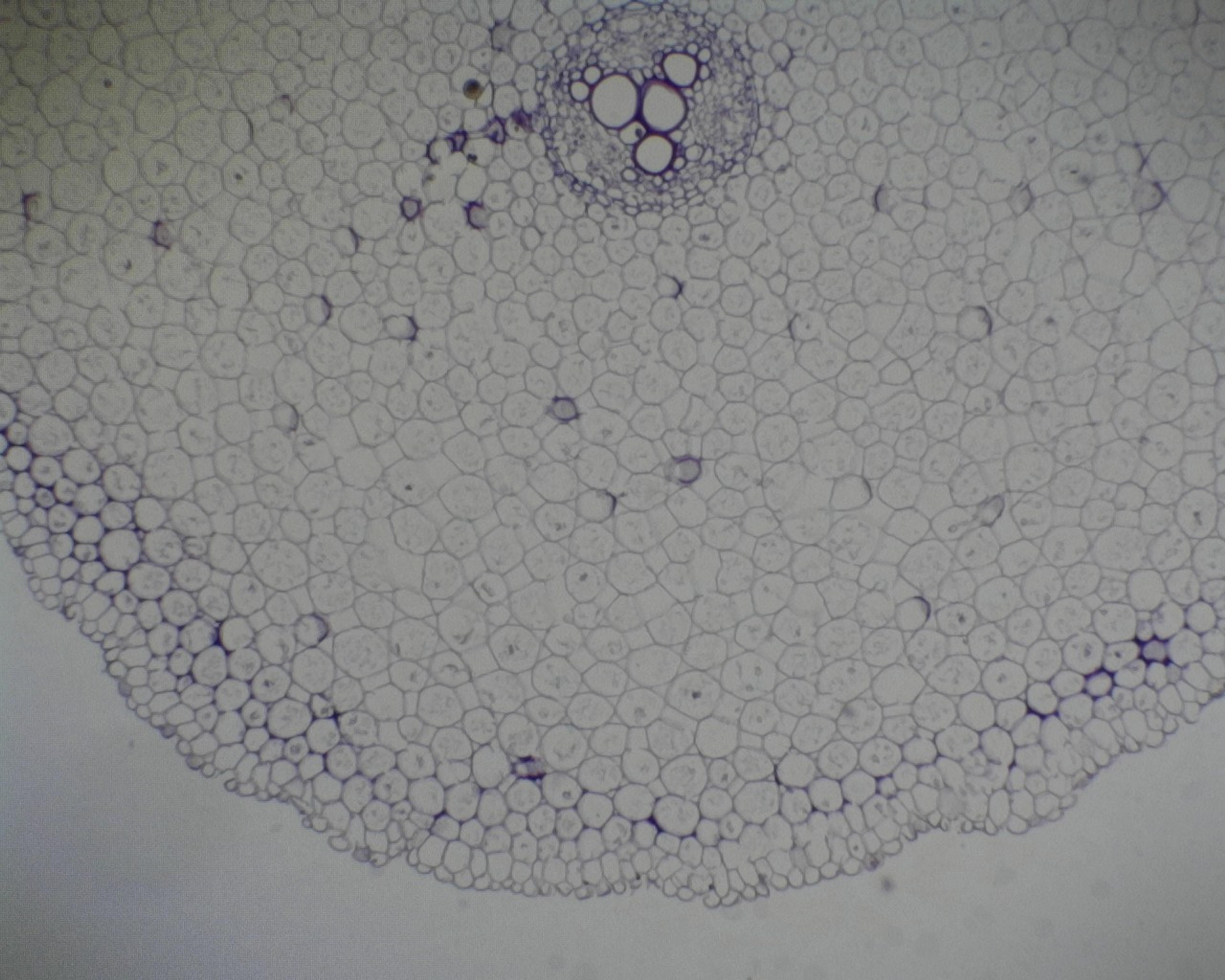 Philip Harris Prepared Microscope Slide - Buttercup (Ranunculus) Mature Root T.S.