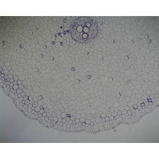 Prepared Microscope Slide - Buttercup (Ranunculus): Mature Root T.S.