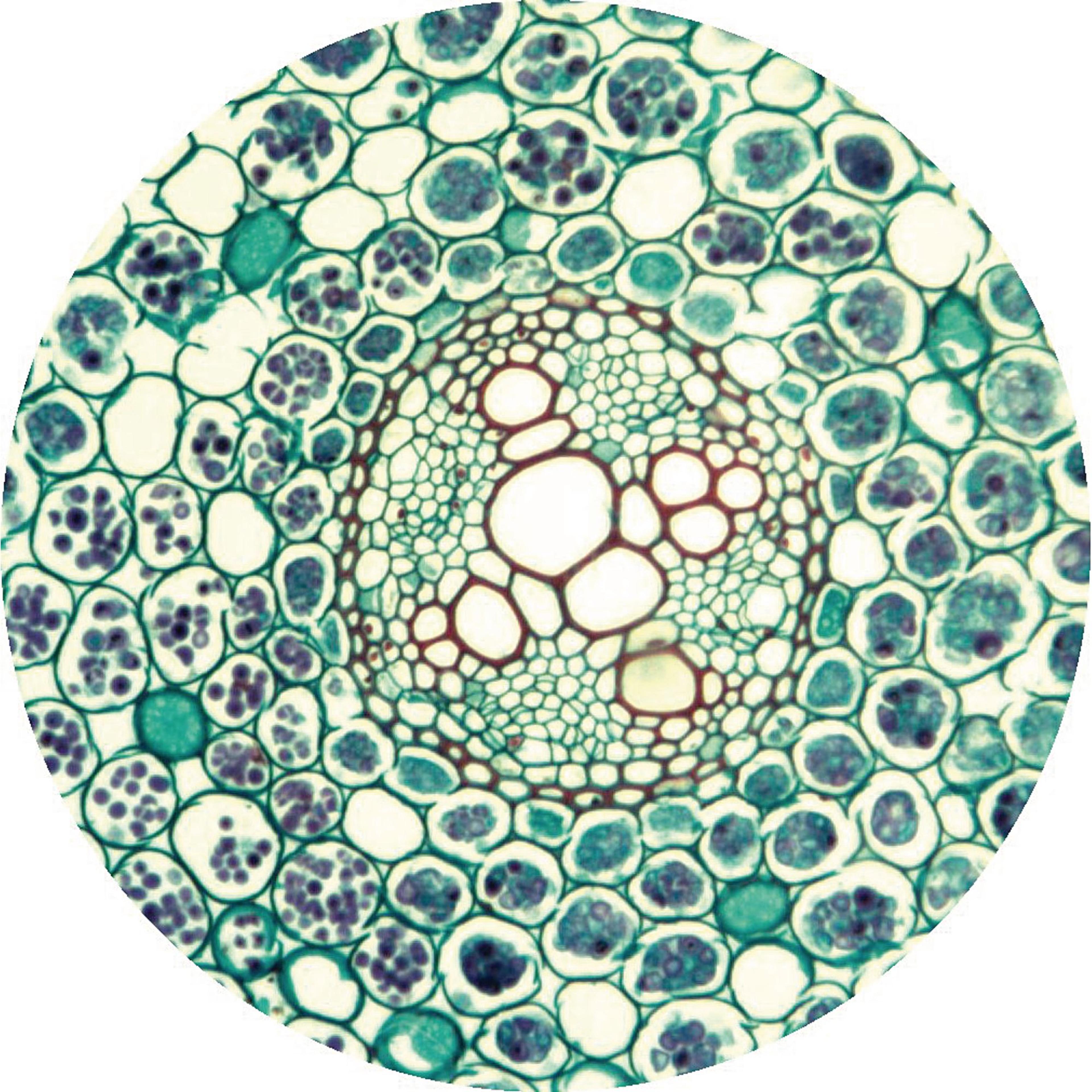 Philip Harris Prepared Microscope Slide - Buttercup (Ranunculus) Root T.S.