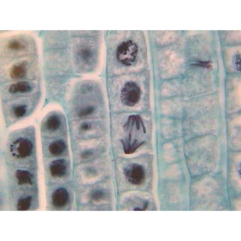 B8A11379 - Prepared Microscope Slide - Sunflower (Helianthus): Mature