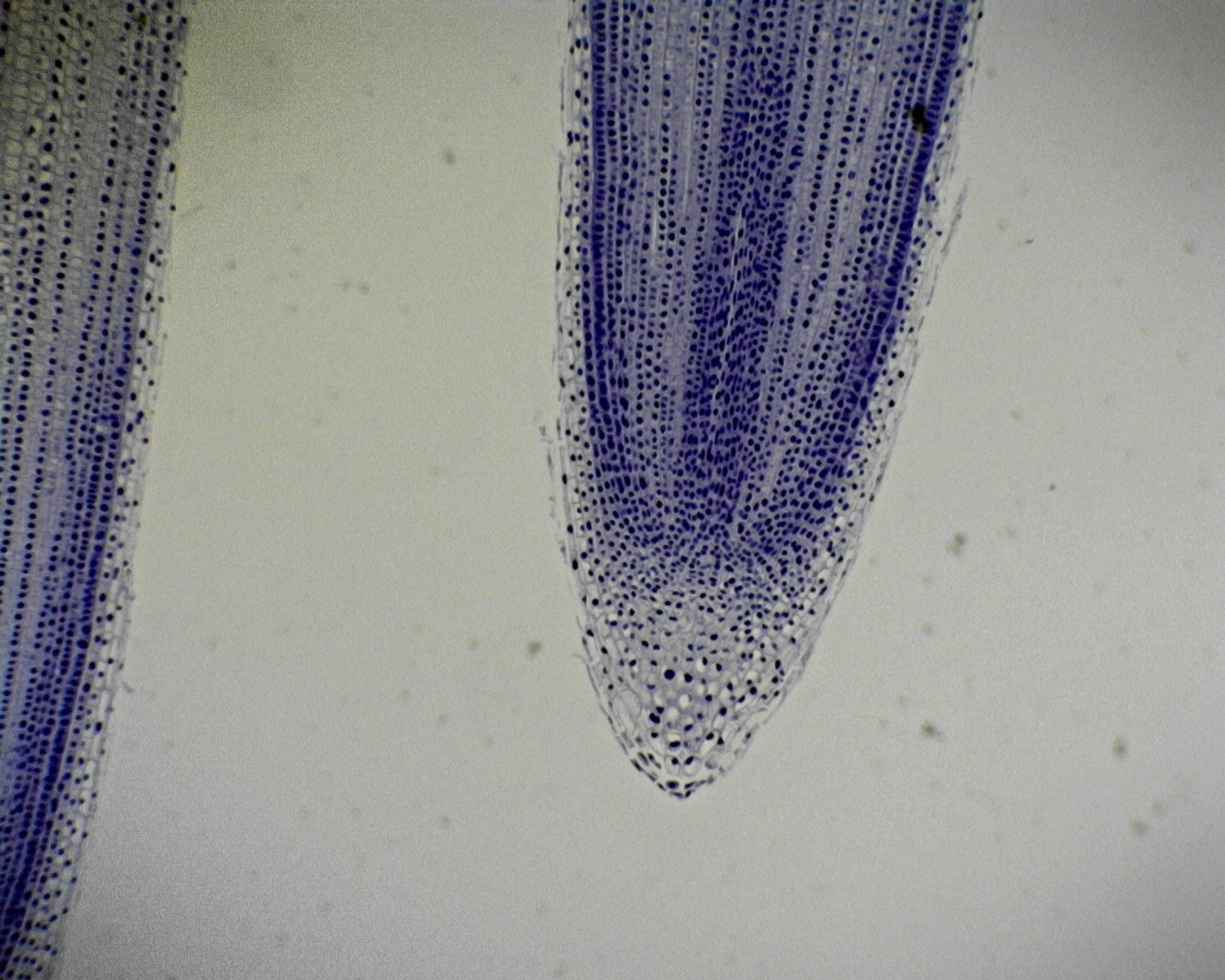Philip Harris Prepared Microscope Slide - Onion (Allium) Root Tip L.S.