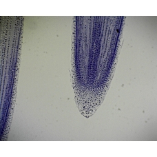 Prepared Microscope Slide - Onion (Allium): Root Tip L.S.