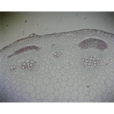 Prepared Microscope Slide - Sunflower (Helianthus): Mature Primary Stem T.S.