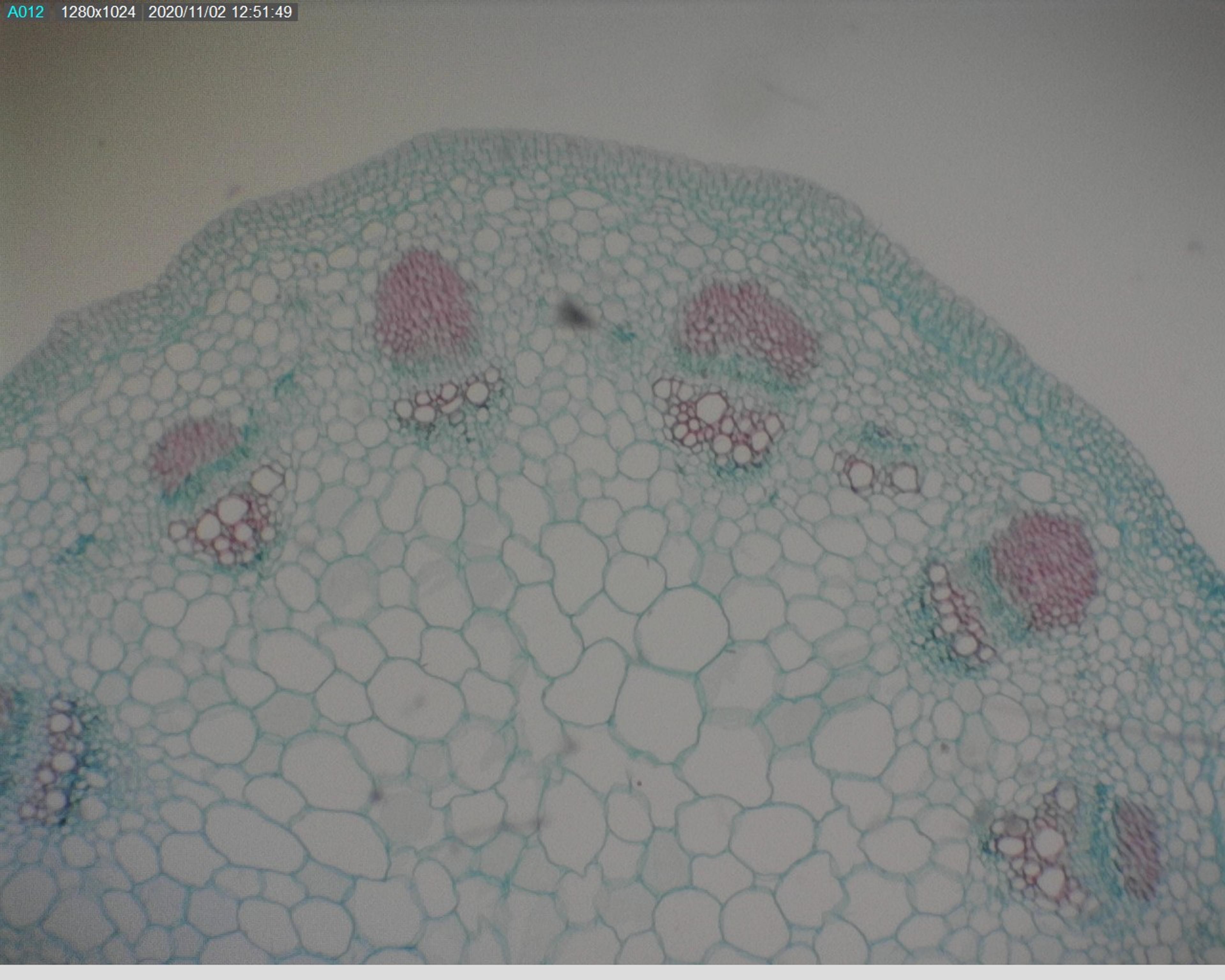 Prepared Microscope Slide - Sunflower (Helianthus): Stem T.S.