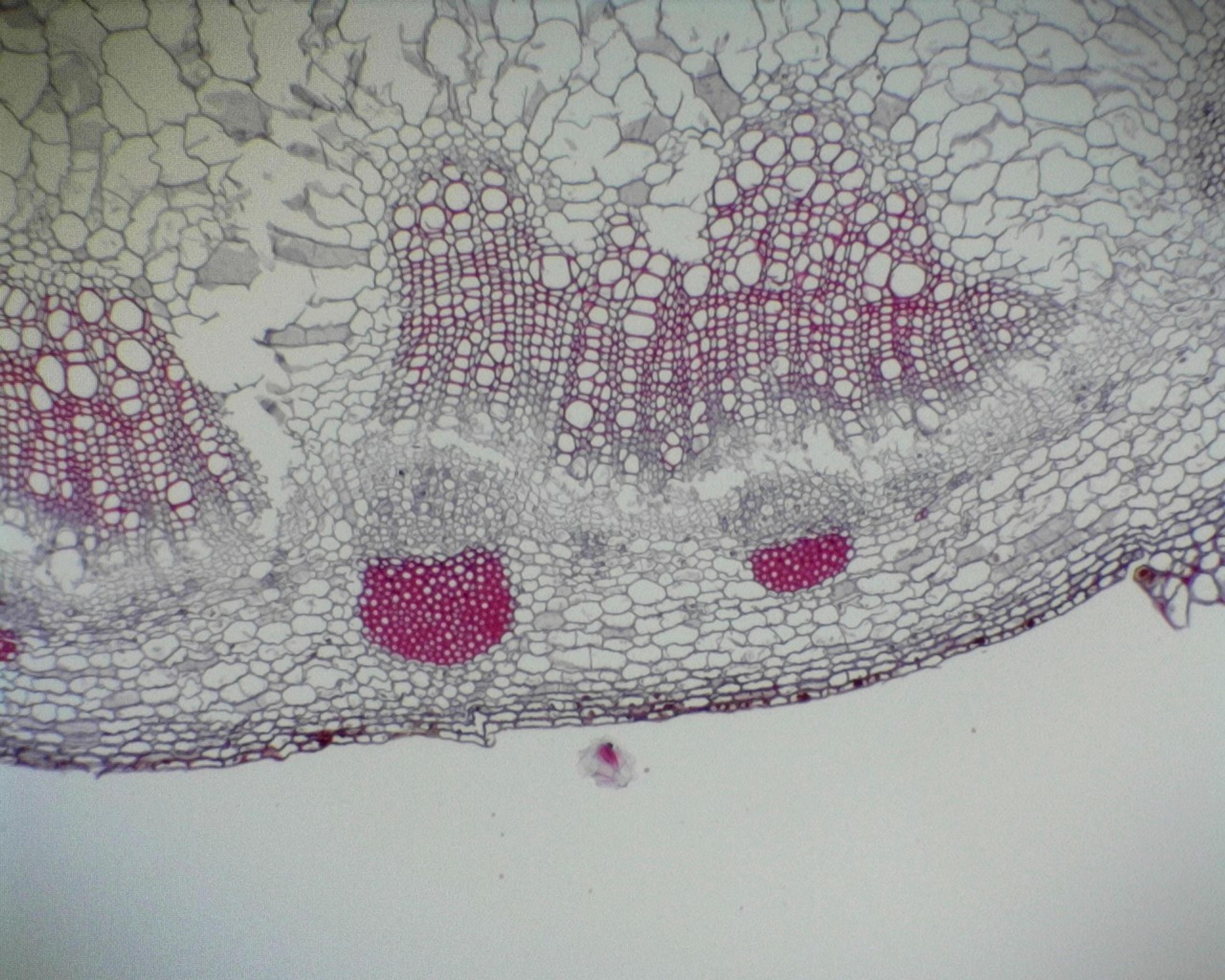 Prepared Microscope Slide - Sunflower (Helianthus): Stem T.S. and L.S. 