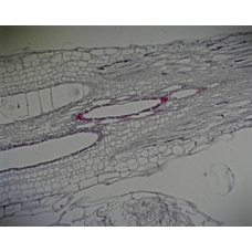 Philip Harris Prepared Microscope Slide - Pumpkin (Cucurbita) Stem with Sieve Tubes L.S. 